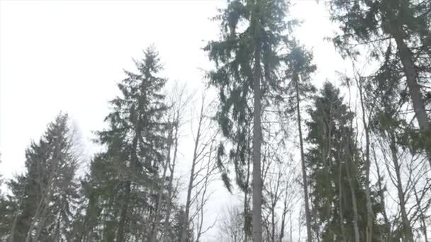 Floresta de inverno nas montanhas. — Vídeo de Stock