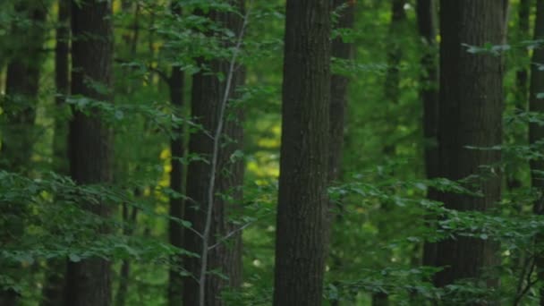 Вид изнутри леса на панораму деревьев — стоковое видео
