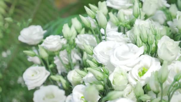 Rosas blancas frescas con hojas verdes- naturaleza primavera fondo soleado. Foco suave y bokeh — Vídeos de Stock