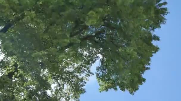 Ветви, сияющие от движения солнца — стоковое видео