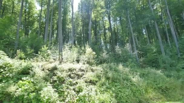 Brillante sol a través de las coronas verdes de los árboles de hoja caduca — Vídeos de Stock