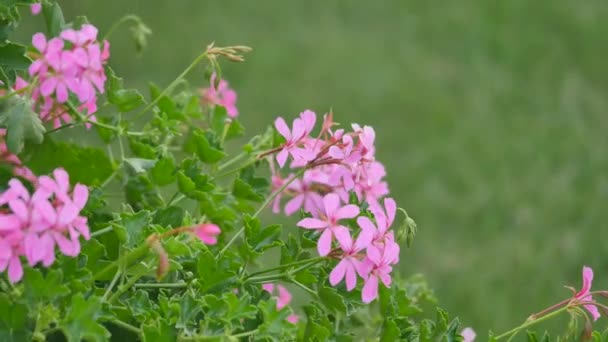 Pembe cosmos çiçek — Stok video