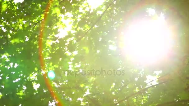 낙 엽 나무의 녹색 크라운을 통해 빛나는 태양 — 비디오