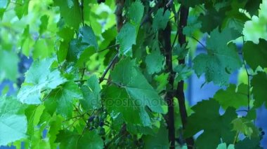 Seçici odak ile detaylı yakın, yağmur bağında üzüm şarap.