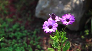Güzel mor papatya çiçek yeşil arka plana sahip yakın çekim.