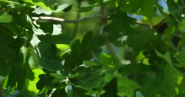 Hojas jóvenes de roble en el viento — Vídeo de stock