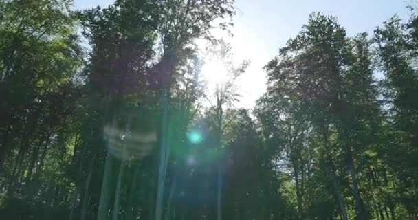 Soleil brillant à travers les couronnes vertes des arbres à feuilles caduques — Video