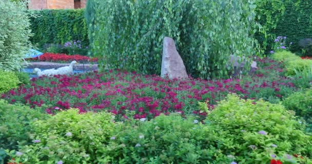 Campo con fiori primaverili selvatici colorati in fiore — Video Stock