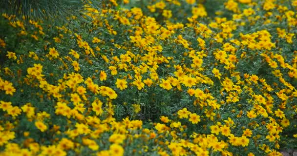 Field with colorful blooming wild spring flowers on garden road — Stock Video