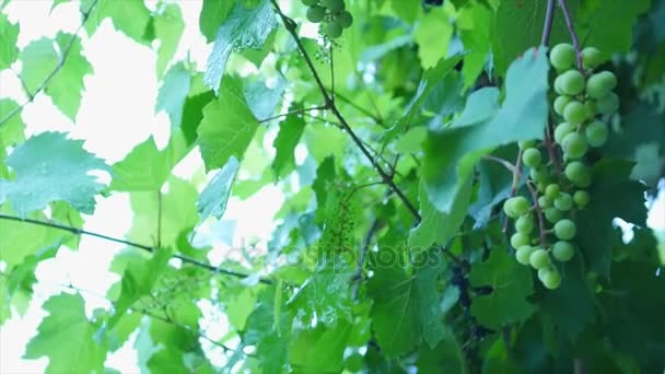 Uvas de vino en viñedo bajo la lluvia, detalle de cerca con enfoque selectivo . — Vídeos de Stock