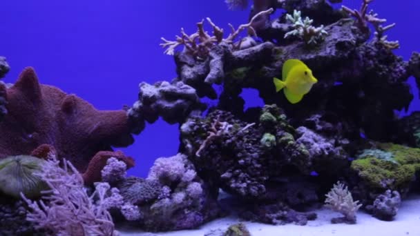 Acuario colorido, mostrando diferentes peces de colores nadando — Vídeo de stock