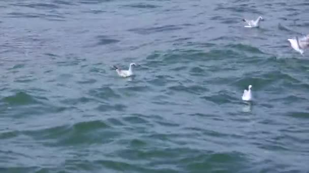 Seagulls spread the wings to landing on water, — Stock Video