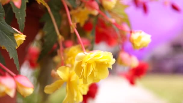 Yellow little flowers people background — Stock Video