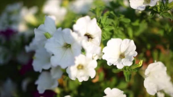 Close-up bloemen van witte petunia 's — Stockvideo