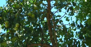 Bosc armut ağacı üzerinde olgunlaştırmak