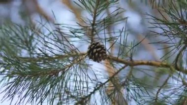 Güneş ışığı arka plan bir şiş ile güzel çam dalı