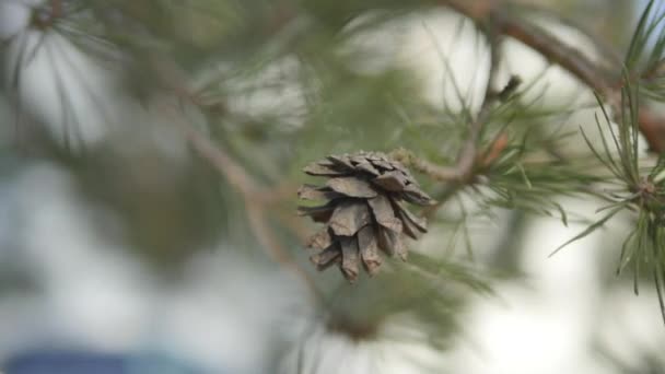 Piękny pine oddział z bump na tle słońca — Wideo stockowe