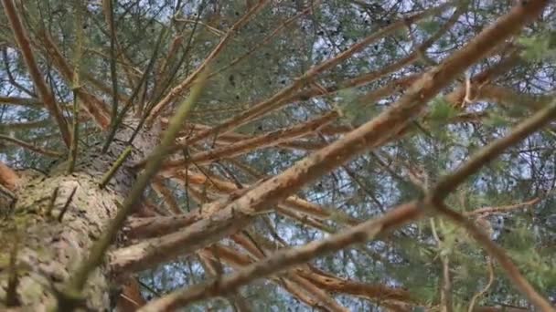 Hermosa rama de pino con un bulto en el fondo de luz solar — Vídeo de stock