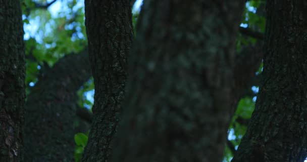 Unter einem großen grünen Baum. Zusammensetzung der Natur — Stockvideo