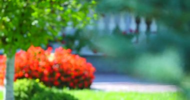 Güneşli bir Noel ağacı dalı