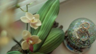 Orkide çiçeği kapatın