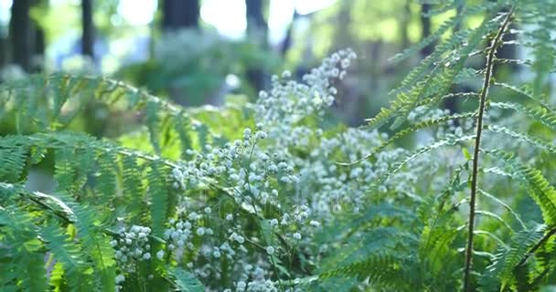 Fleurs blanches sur mousse verte avec lumière du soleil — Video