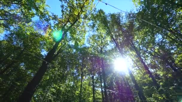 El sol ilumina maravillosamente las copas verdes de los árboles de haya altos en un claro del bosque — Vídeos de Stock