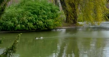 Lakeside görünümünü bir peyzaj Bahçe