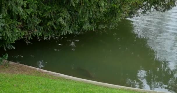 Vista al lago de un jardín paisajístico — Vídeos de Stock