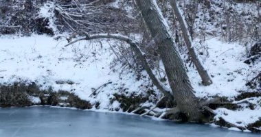 Orman nehri ile kış manzarası