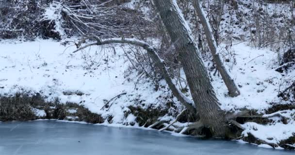 Paisaje invernal con el río bosque — Vídeos de Stock