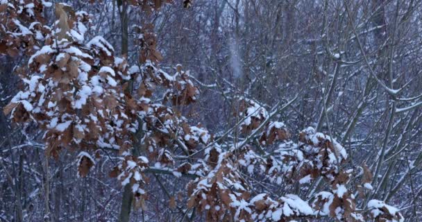 Detalhes de inverno - neve nos ramos com folhas amarelas — Vídeo de Stock