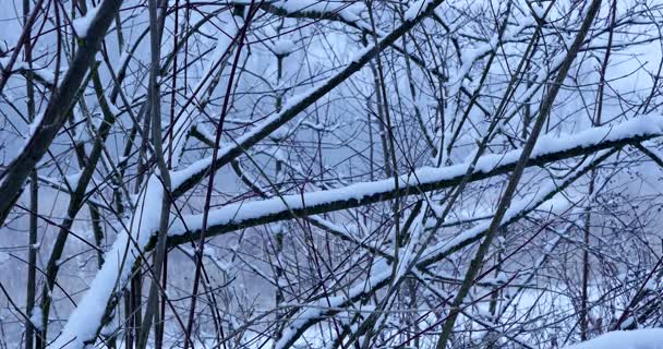 Snö och vind i skogen — Stockvideo
