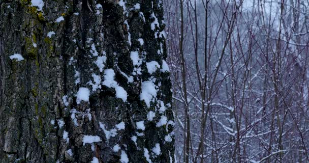 Śnieg i wiatr w lesie — Wideo stockowe