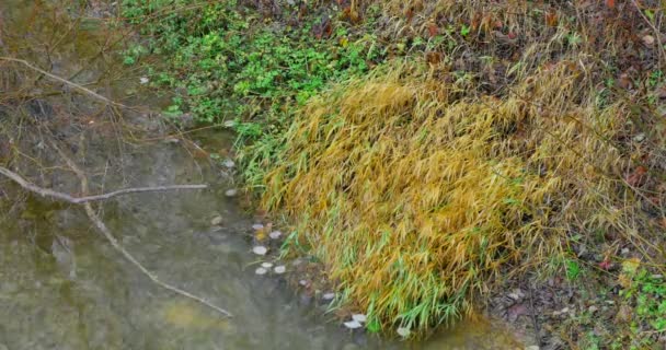 Outono Paisagem. Parque no Outono. As cores brilhantes do outono no parque junto ao rio — Vídeo de Stock