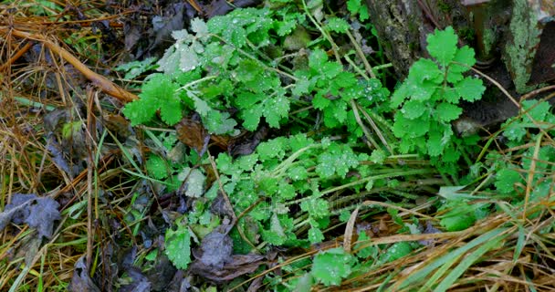 De l'herbe. Herbe fraîche de printemps vert avec gouttes de rosée gros plan. Soleil. Soft Focus. Résumé Nature Contexte