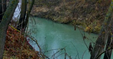 Ağaç büyüyen Nehri yakınında. sonbahar manzara