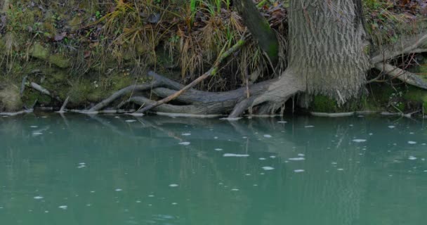 Дерево растет у реки. осенний пейзаж — стоковое видео