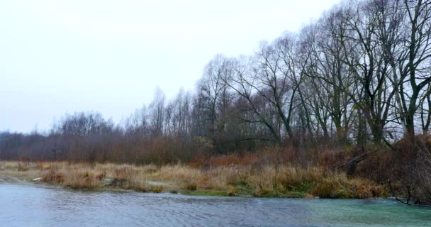 Árbol Creciendo cerca del río. otoño paisaje — Vídeos de Stock