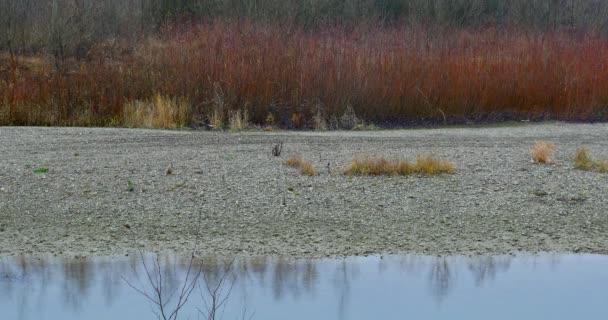 Baum, der in Flussnähe wächst. Herbstlandschaft — Stockvideo