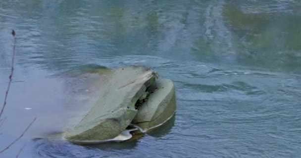 Gebirgsfluss, rauschendes Wasser, klare Gebirgsbäche — Stockvideo