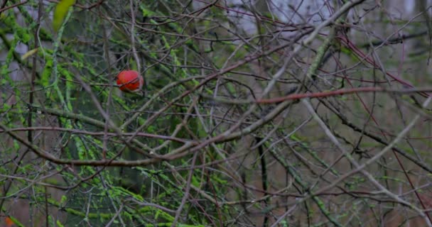 Een appelboom, in een regenachtige herfstdag — Stockvideo