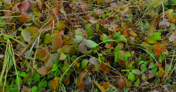 Цветной фон осенних листьев — стоковое видео
