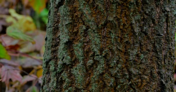 Tronco de árvore close-up na floresta tropical — Vídeo de Stock