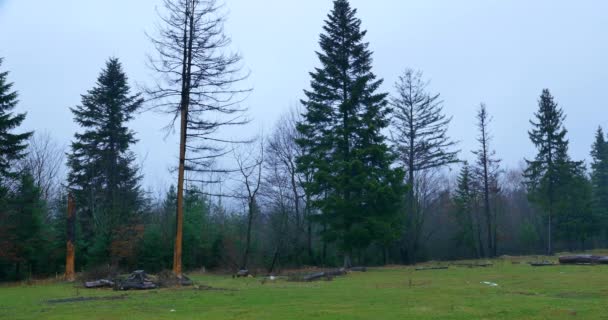 Bosque lluvioso niebla árboles forestales — Vídeos de Stock