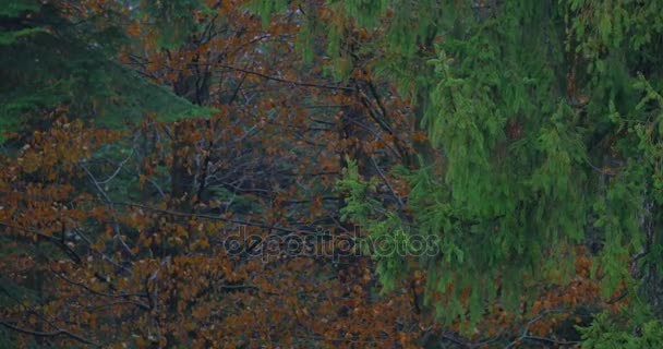 Hojas de otoño, lluvioso, foto, lluvia, caída, hojas, hermoso, otoño, lindo, amarillo, seco, marrón, árbol, largo, increíble, naturaleza, bosque, parque, lluvia sobre árboles, gotas , — Vídeos de Stock