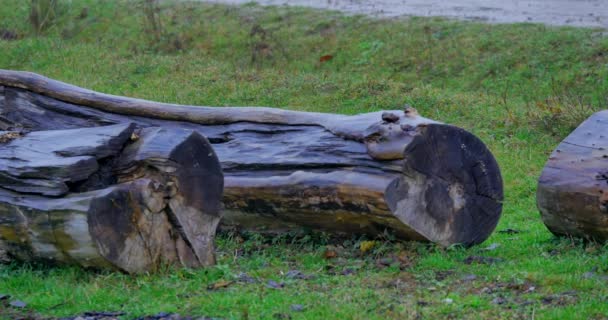 Een boom in het bos gekapt — Stockvideo