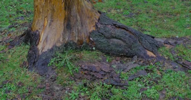 Дерево с интересной текстурой на стволе — стоковое видео