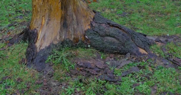 Tree with interesting texture on the trunk — Stock Video