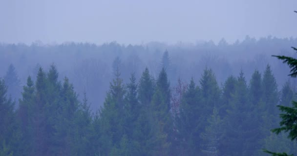 Φθινόπωρο misty πρωί στο δάσος — Αρχείο Βίντεο